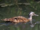 Laysan Duck (WWT Slimbridge July 2013) - pic by Nigel Key